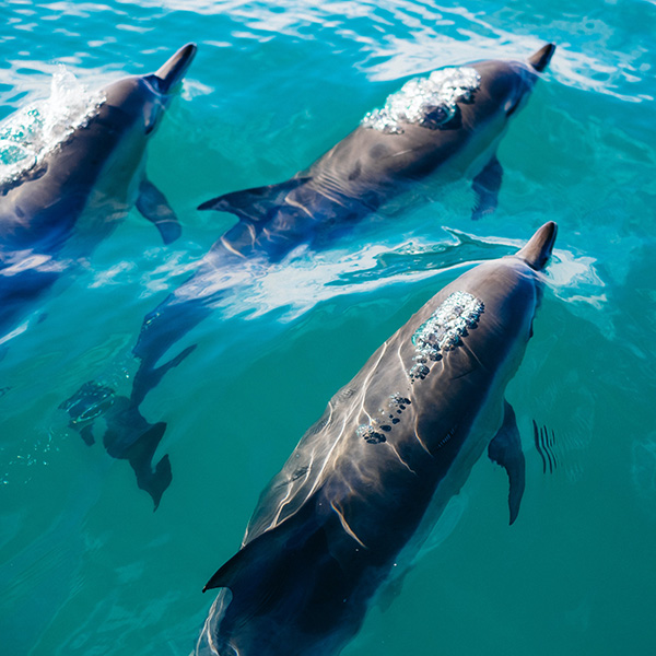 Excursion en mer martinique