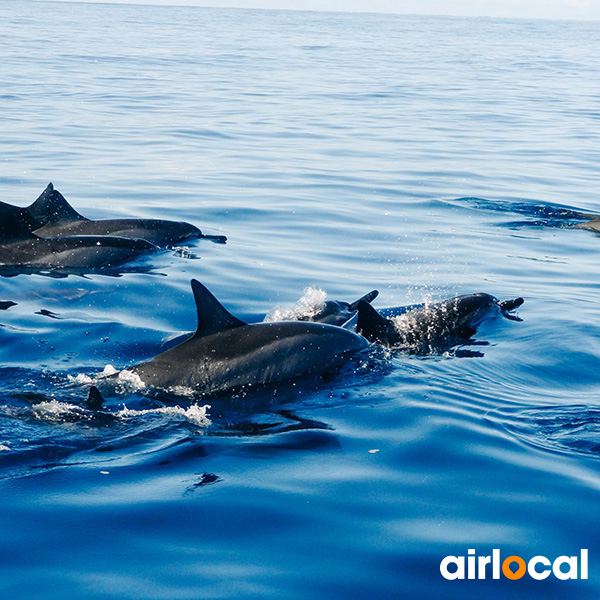 Excursion en mer martinique