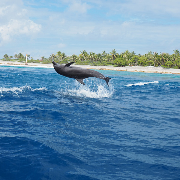 Excursion bateau martinique