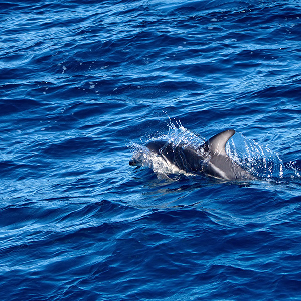 Sortie bateau martinique