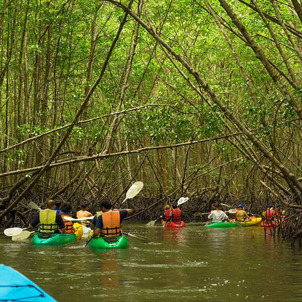 Excursion en mer martinique