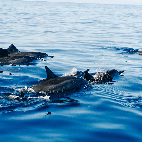 Excursion bateau martinique