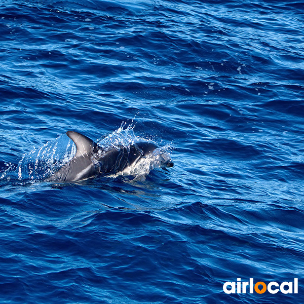 Prix location bateau martinique