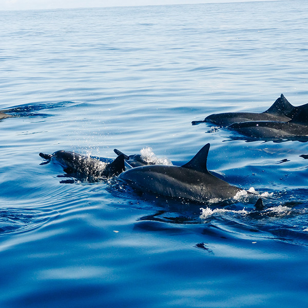 Excursion bateau martinique