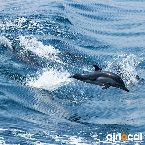 Excursion en mer martinique