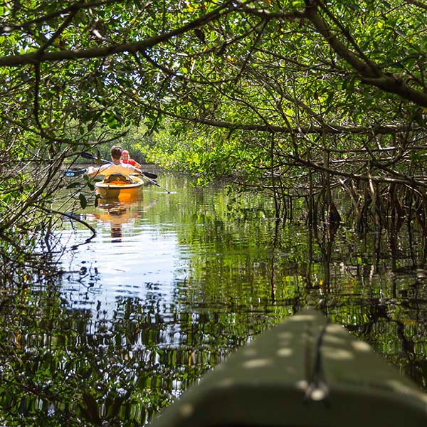 Kayak mangrove martinique