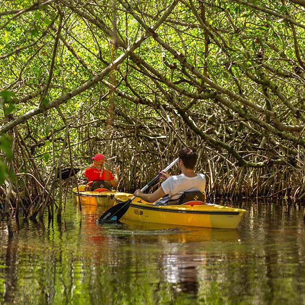 Kayak mangrove martinique