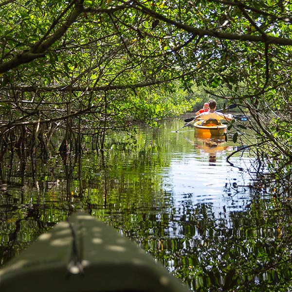 Randonnée kayak martinique