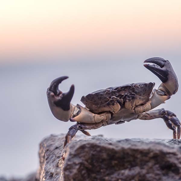 Peche sous marine martinique