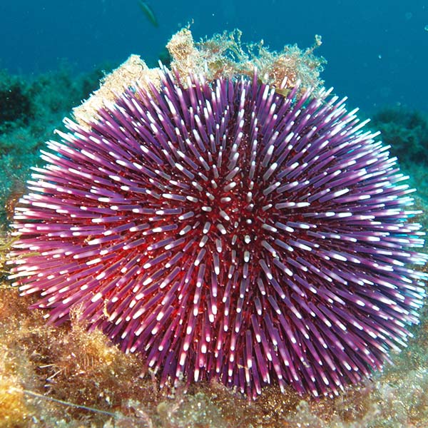 Peche sous marine martinique