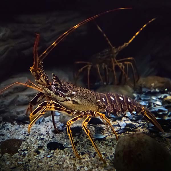 Peche langouste martinique