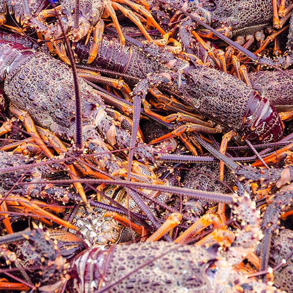 Peche calamar martinique