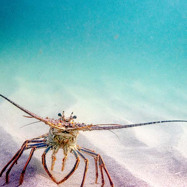 Peche sous marine martinique