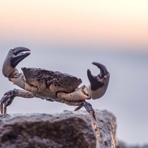 Peche crabe martinique