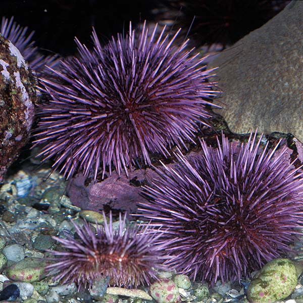 Peche sous marine martinique