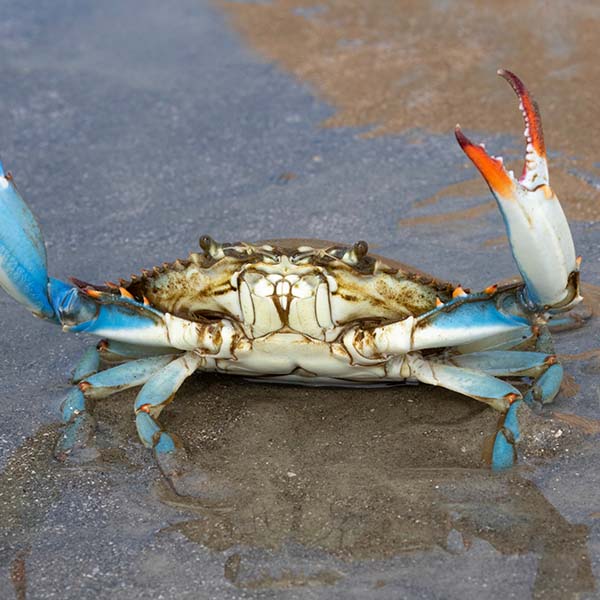 Peche calamar martinique