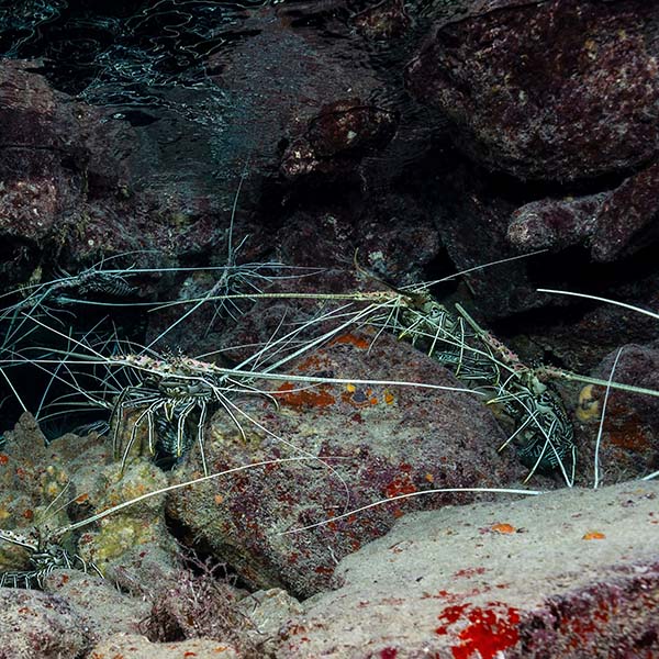 Peche langouste martinique