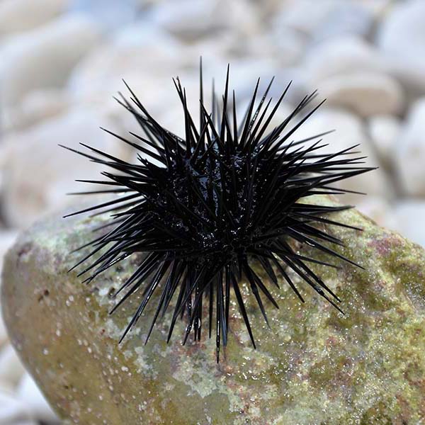 Peche sous marine martinique