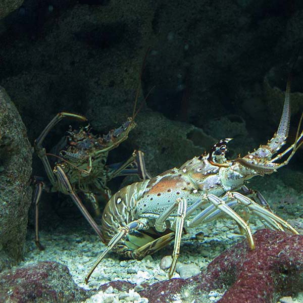 Peche calamar martinique