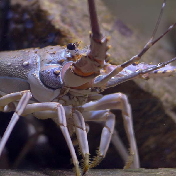 Peche langouste martinique