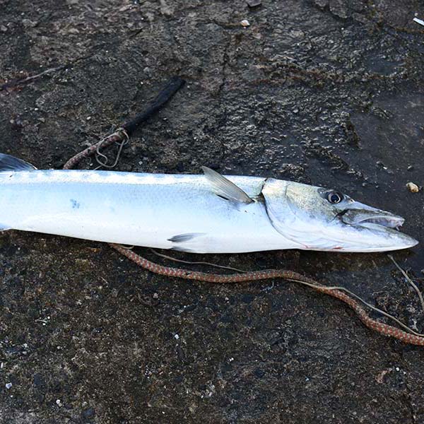 Peche sportive martinique