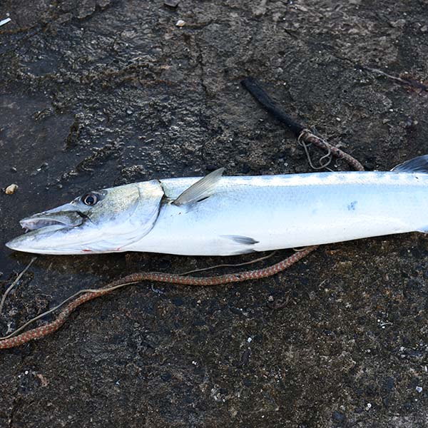 Peche sportive martinique