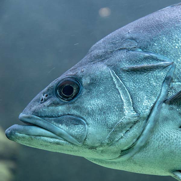 Peche sportive martinique