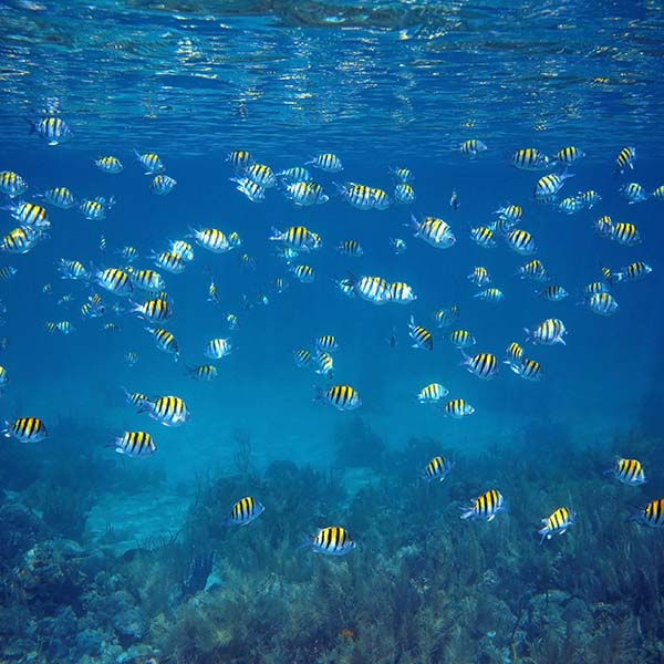 Peche sportive martinique