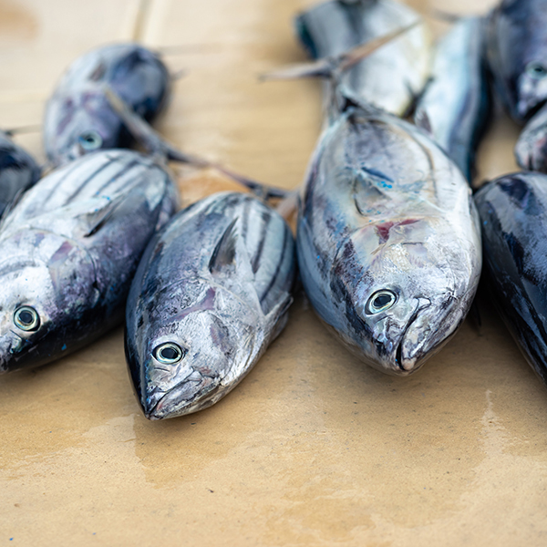 Poisson peche en martinique