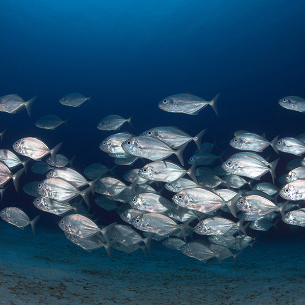 Pêche martinique du bord