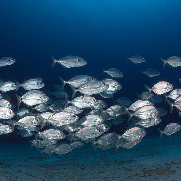 Sortie pêche martinique