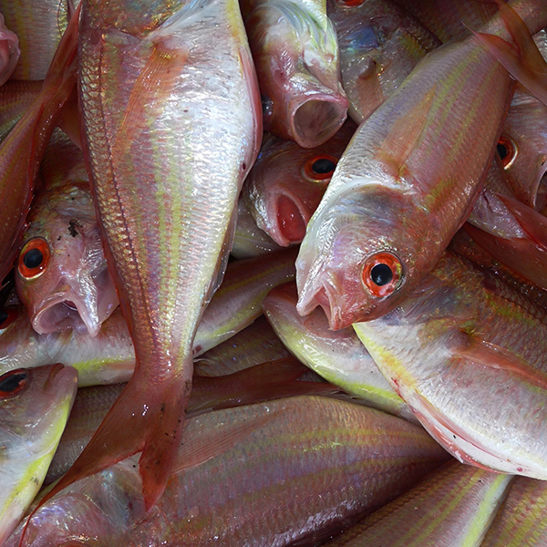 Peche du bord martinique