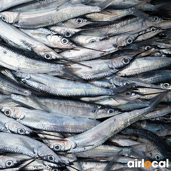 Peche tarpon martinique