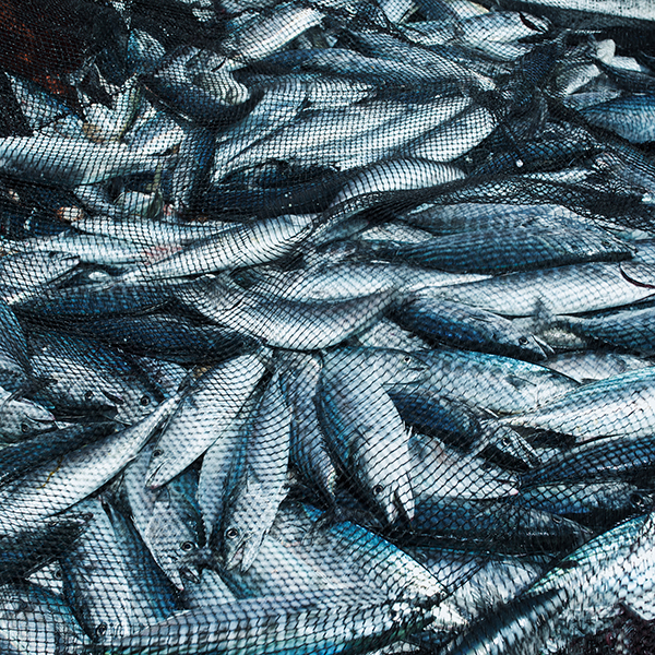 Pêche à la senne martinique