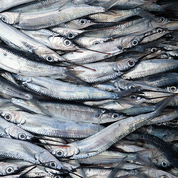 Sortie pêche martinique