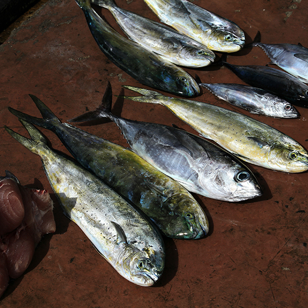 Guide peche martinique