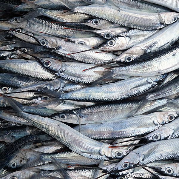 Poisson martinique pêche