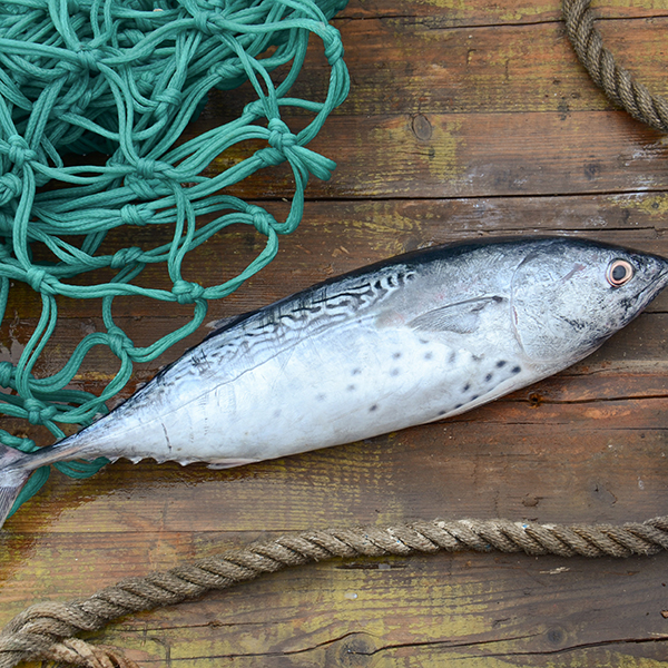 Peche surfcasting martinique