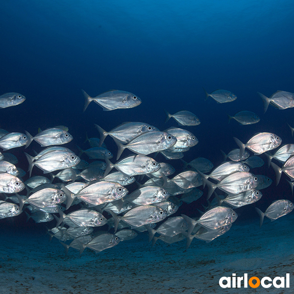 Peche tarpon martinique