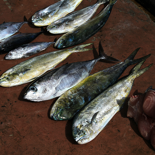 Sortie pêche martinique