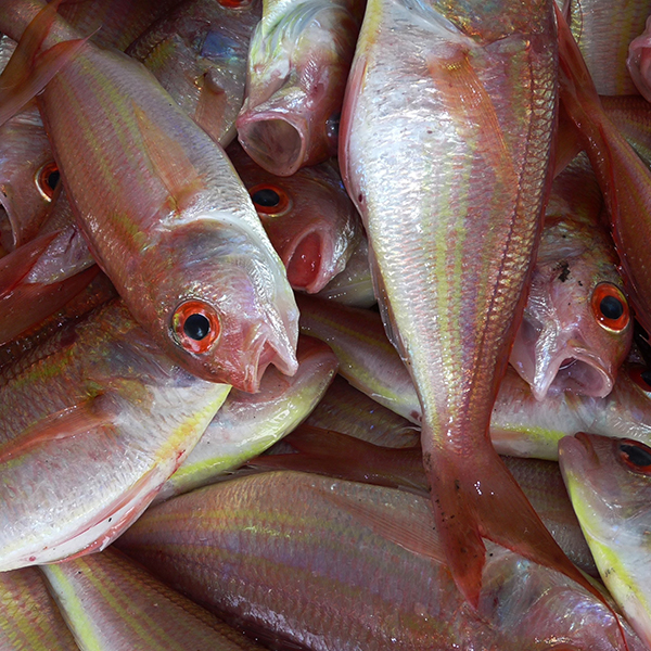 Guide peche martinique