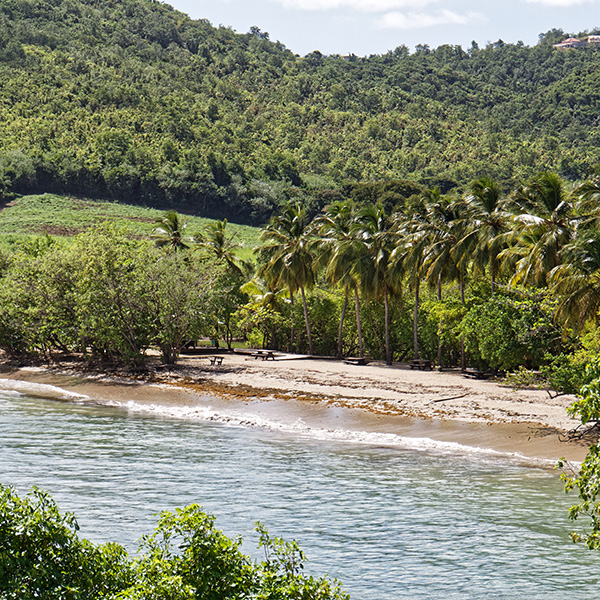 Paysage martinique plage