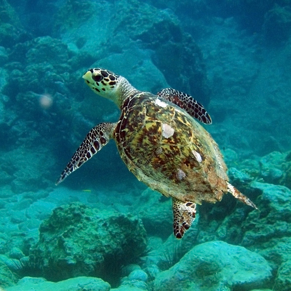 Plage des surfeurs martinique