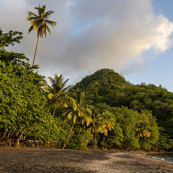 Paysage martinique plage