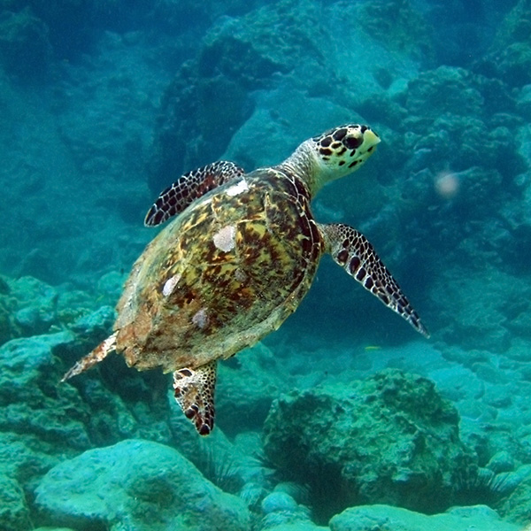 Plage privée martinique