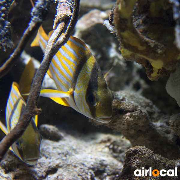 Plongée sous marine martinique tarif