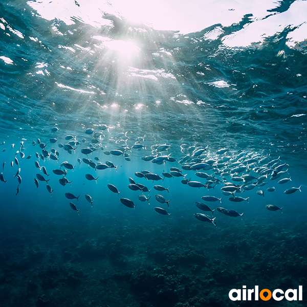 Plongée sous marine martinique tarif