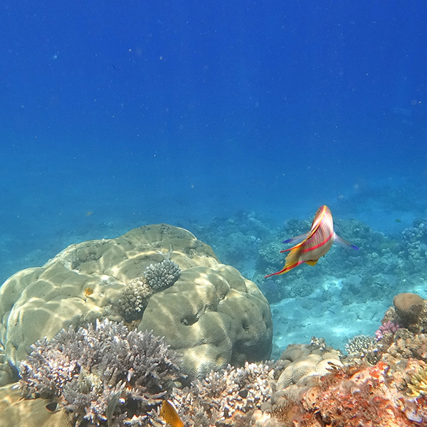 Centre de plongée martinique