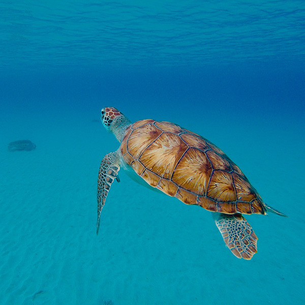 Plongée apnée martinique