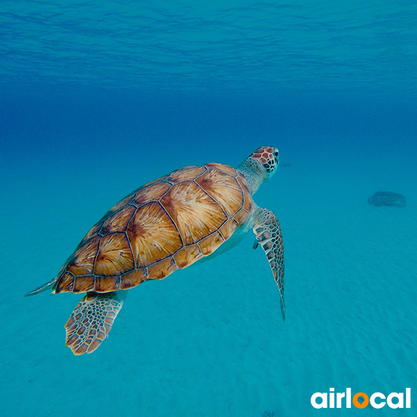 Plongée sous marine martinique